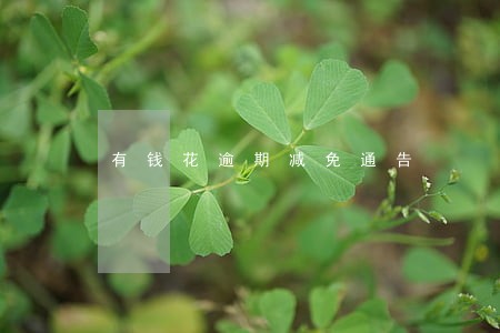 有钱花逾期减免通告 有钱花逾期减免通告