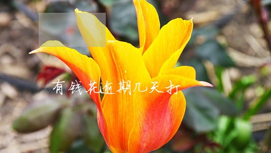 有钱花逾期几天打 有钱花逾期几天打