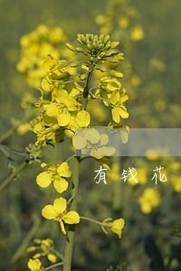有钱花逾期几次可以买房吗 有钱花逾期几次可以买房吗