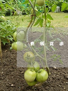 有钱花逾期出庭 有钱花逾期出庭