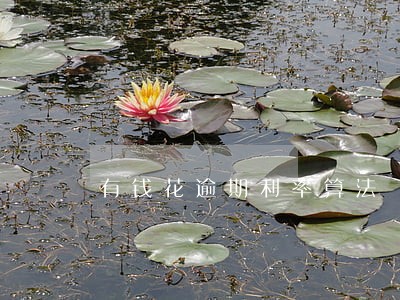 有钱花逾期利率算法 有钱花逾期利率算法