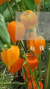 有钱花逾期前到协商的流程