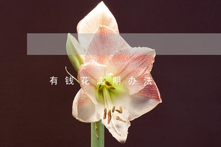 有钱花逾期办法 有钱花逾期办法