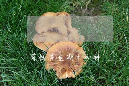 有钱花逾期十分钟 有钱花逾期十分钟