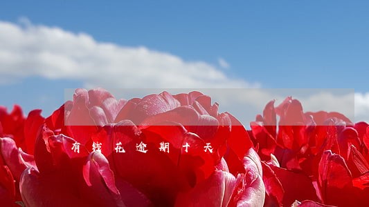 有钱花逾期十天 有钱花逾期十天