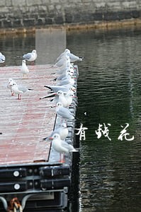有钱花逾期十天发短信