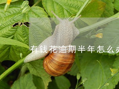 有钱花逾期半年怎么办