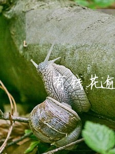 有钱花逾期协商结清减免 有钱花逾期协商结清减免