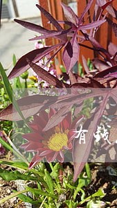 有钱花逾期可以消除吗 有钱花逾期可以消除吗