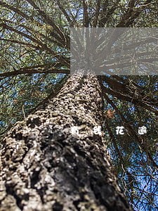 有钱花逾期后几天能打电话 有钱花逾期后几天能打电话