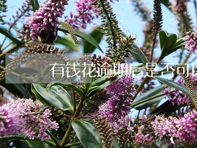 有钱花逾期后是否可以分期 有钱花逾期后是否可以分期