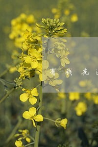 有钱花逾期后要全额还款 有钱花逾期后要全额还款