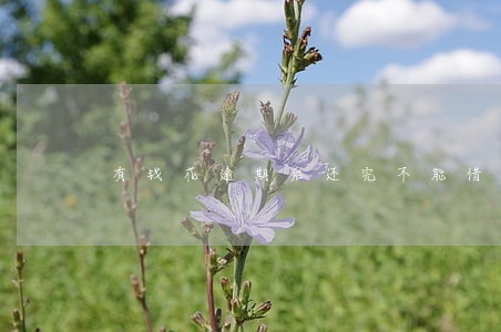 有钱花逾期后还完不能借款 有钱花逾期后还完不能借款