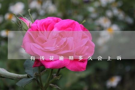 有钱花逾期多久会上诉 有钱花逾期多久会上诉