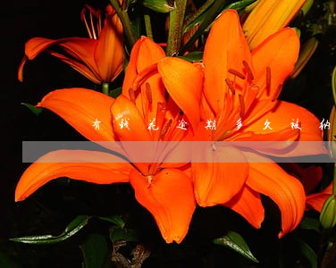 有钱花逾期多久被纳入失信 有钱花逾期多久被纳入失信