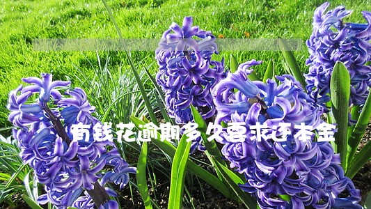有钱花逾期多久要求还本金 有钱花逾期多久要求还本金