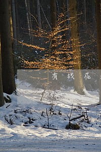 有钱花逾期多小天上征信 有钱花逾期多小天上征信