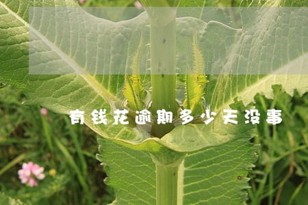 有钱花逾期多少天没事 有钱花逾期多少天没事