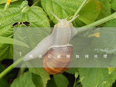 有钱花逾期如何处理 有钱花逾期如何处理