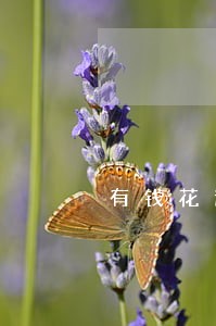 有钱花逾期威胁短信 有钱花逾期威胁短信