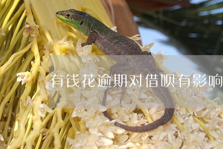 有钱花逾期对借呗有影响不 有钱花逾期对借呗有影响不