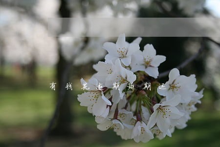 有钱花逾期延期还 有钱花逾期延期还
