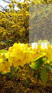 有钱花逾期强制上岸