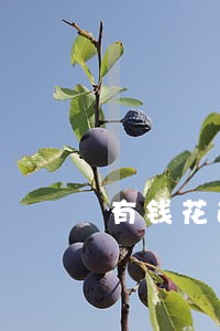 有钱花逾期户籍地调查怎么办 有钱花逾期户籍地调查怎么办