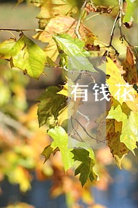 有钱花逾期打电话 有钱花逾期打电话
