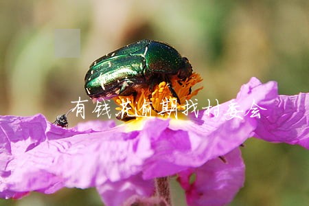 有钱花逾期找村委会 有钱花逾期找村委会