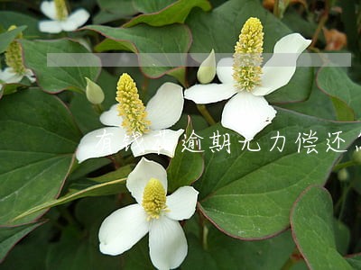 有钱花逾期无力偿还怎么处理 有钱花逾期无力偿还怎么处理