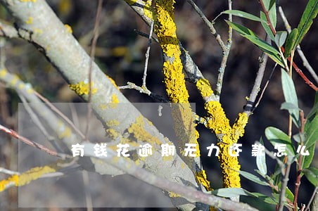 有钱花逾期无力还款怎么办 有钱花逾期无力还款怎么办