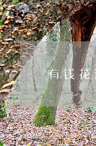 有钱花逾期无能力偿还怎么办 有钱花逾期无能力偿还怎么办