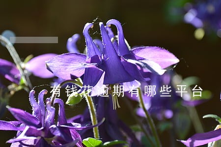 有钱花逾期有哪些平台 有钱花逾期有哪些平台
