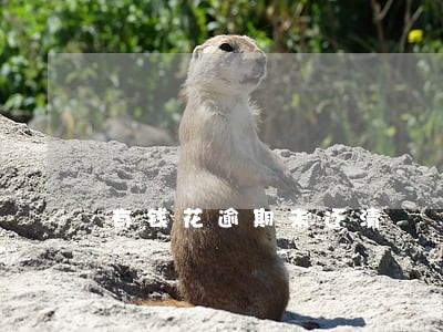 有钱花逾期未还清 有钱花逾期未还清