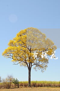 有钱花逾期没过万 有钱花逾期没过万