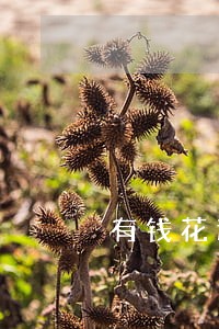 有钱花逾期现在能再次分期吗 有钱花逾期现在能再次分期吗