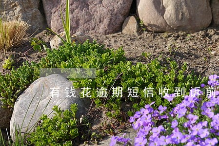 有钱花逾期短信收到诉前通知书