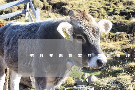 有钱花逾期突然来短信还清了