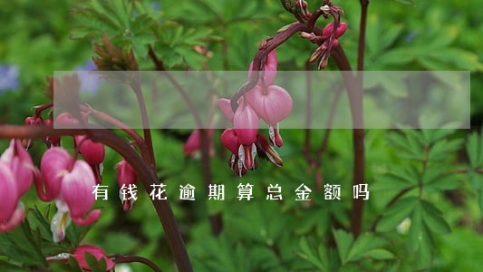 有钱花逾期算总金额吗 有钱花逾期算总金额吗