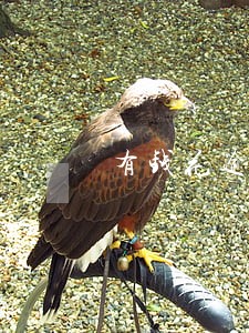 有钱花逾期被终止分期 有钱花逾期被终止分期