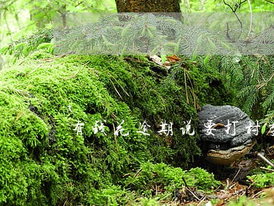 有钱花逾期说要打村委会 有钱花逾期说要打村委会