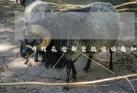 有钱花逾期贷款催收通知书 有钱花逾期贷款催收通知书