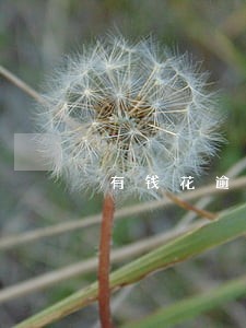 有钱花逾期超过五万元 有钱花逾期超过五万元