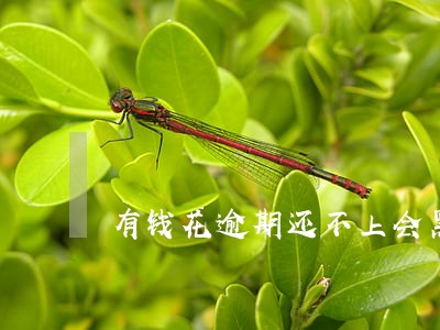 有钱花逾期还不上会黑户吗 有钱花逾期还不上会黑户吗