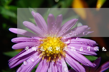 有钱花逾期还款后可以先还利息吗 有钱花逾期还款后可以先还利息吗