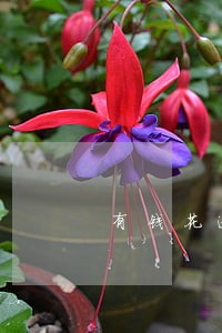 有钱花逾期还款后能再贷吗 有钱花逾期还款后能再贷吗
