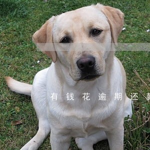 有钱花逾期还款过还能记借吗