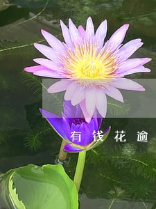 有钱花逾期追究责任真假 有钱花逾期追究责任真假