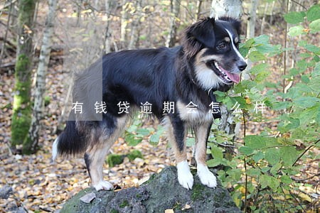 有钱贷逾期会怎么样 有钱贷逾期会怎么样